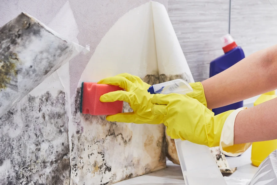 The Role Of Mold Removal In Preventing Long-term Health Risks Stamford, CT