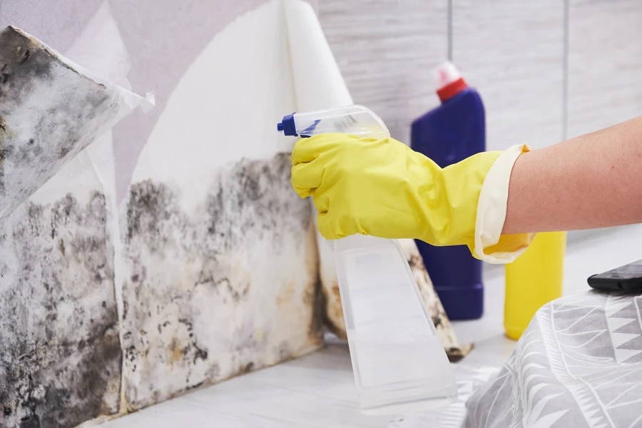 The Role Of Mold Removal In Preventing Long-term Health Risks in Stamford, CT